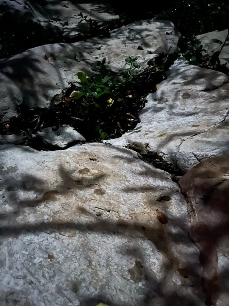 1610b79f 38ad 42bf aee7 8f3a5f4d241b